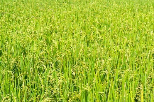 Green rice in the field rice background