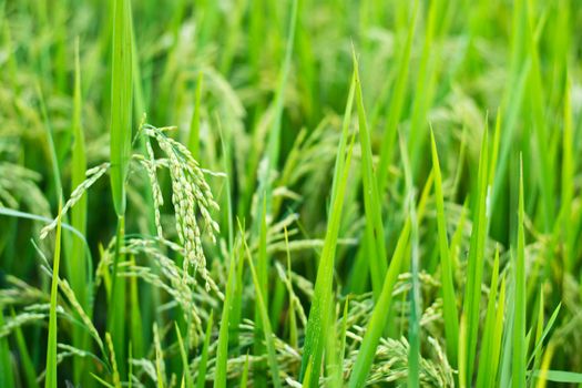 Green rice in the field rice background