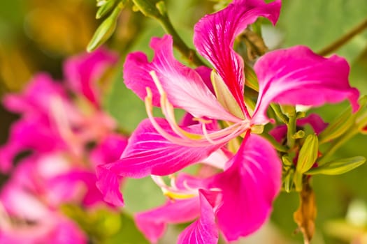 Butterfly Tree, Orchid Tree, Purple Bauhinia