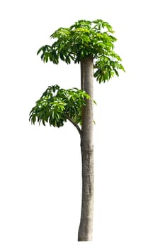 Tree isolate on a white background 