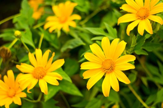 Mexican sunflower in the natural 