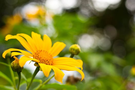 Mexican sunflower in the natural 