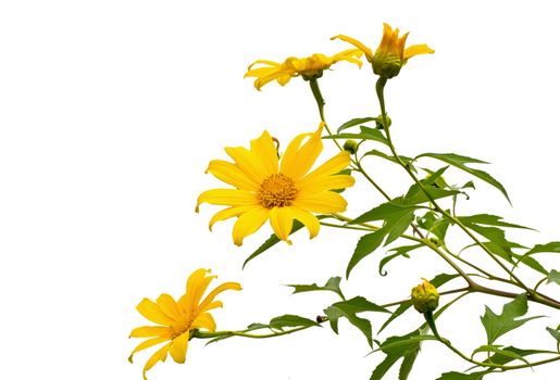 Mexican sunflower in the natural 