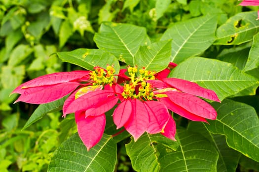 Christmas flowers on the Mountain