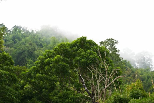 Trees in the fog and clouds