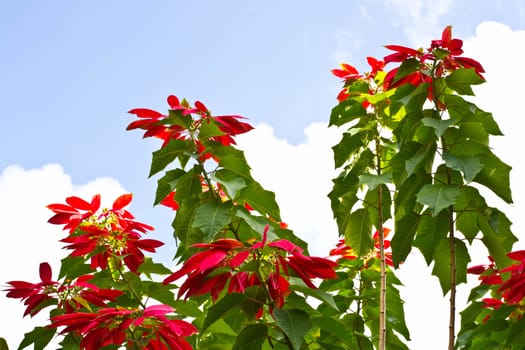 Christmas flowers on the sky