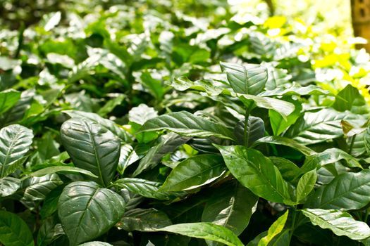 Coffee seedlings ready for planting