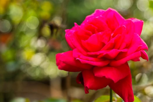 Red garden rose on nature background 