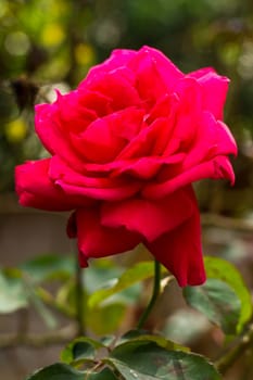 Red garden rose on nature background 