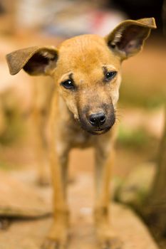 Brown puppy on a background nature