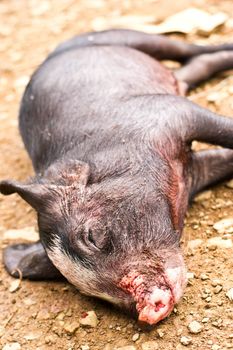 dead boar in the ground