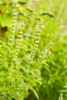 Sweet Basil is green leaves in the nature