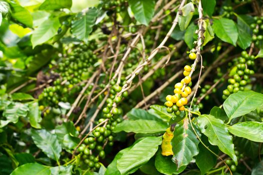 Coffee beans ripening on tree  