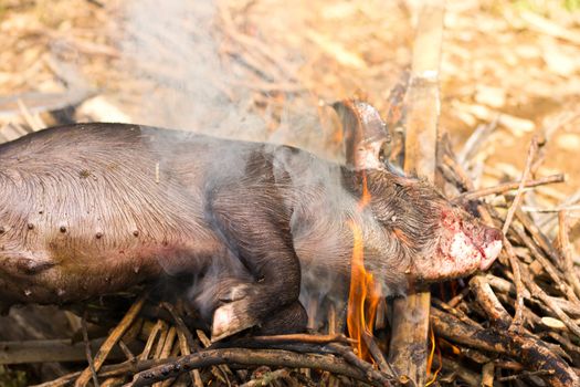 Burning a black dead boar  