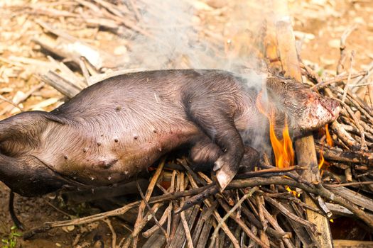 Burning a black dead boar  