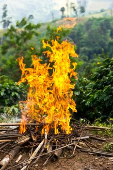 Bon fire in the forest