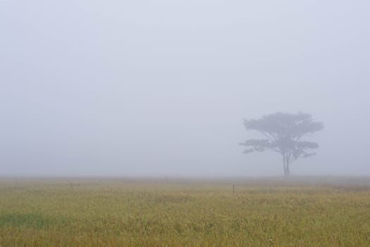 Lonely tree on the cornfield with morning mist 