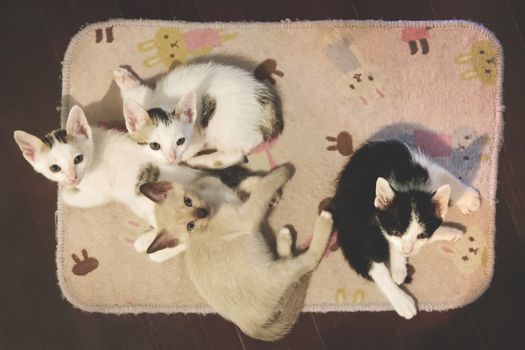 Cute kittens on carpet