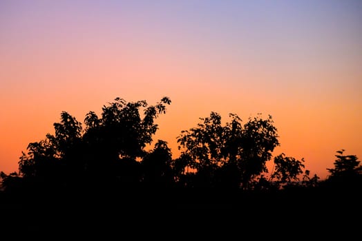 Tree silhouette with morning sky