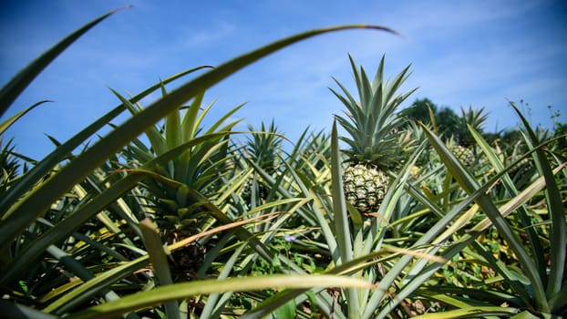 pineapple farm, Sriracha, Chonburi, Thailand