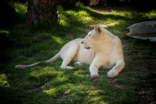 African female lion