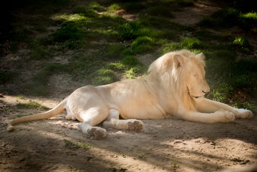 African male lion