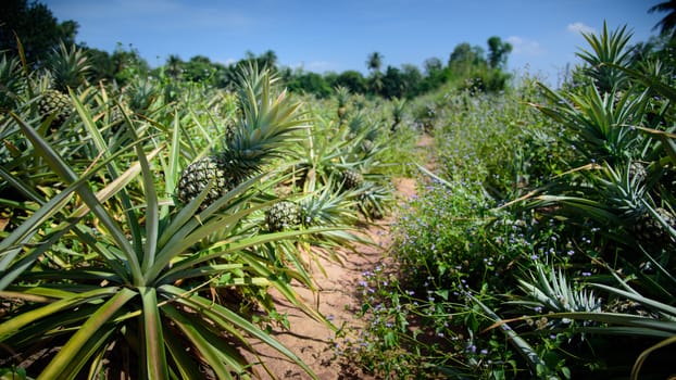 Pineapple farm, Sriracha, Chonburi, Thailand