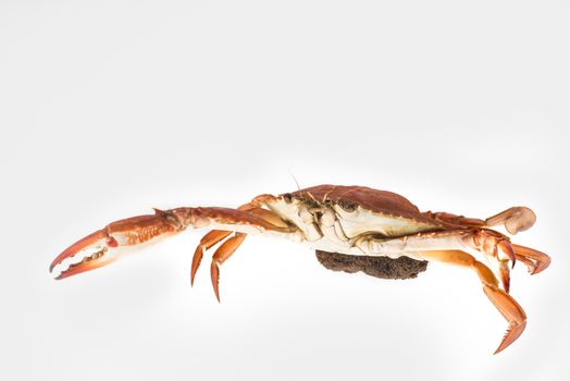 Mother Crab steamed with egg isolated on white background