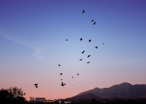 Bird flying in sky, Freedom concept