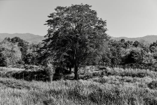 Big tree in farm in Black and white style