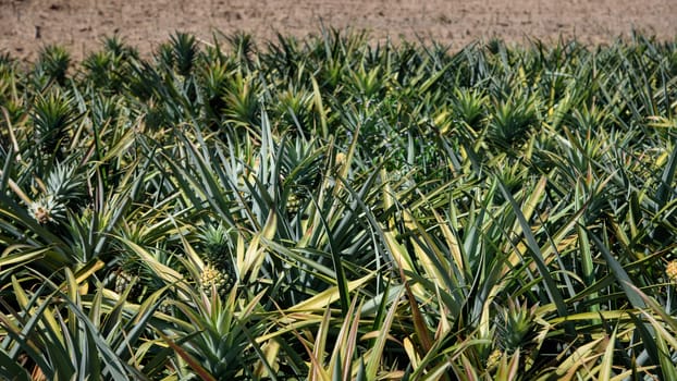 pineapple farm, Sriracha, Chonburi, Thailand