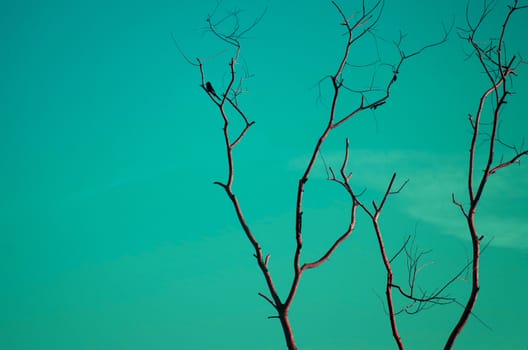 Bird on dry wood with blue sky space in vintage color style