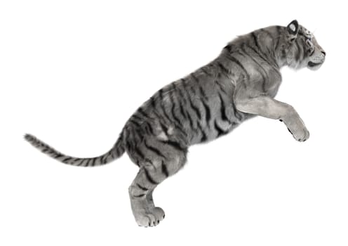 3D digital render of a white tiger isolated on white background