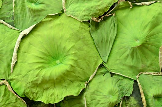 Lotus leaf pattern background for decorate