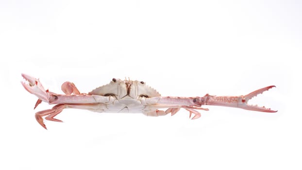 Crab streamed isolated on white