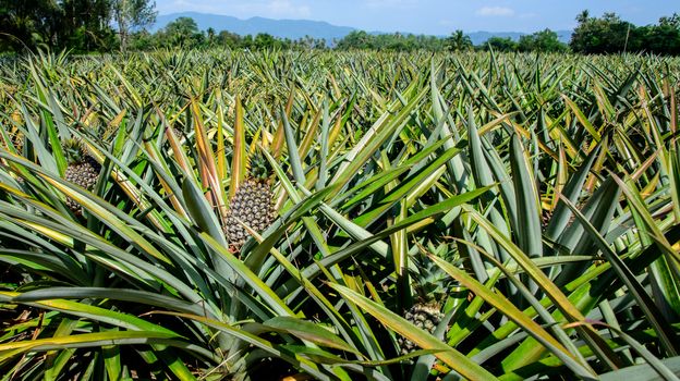 Pineapple farm waiting for harvest