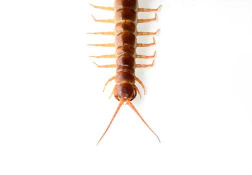 Centipede isolated on white background