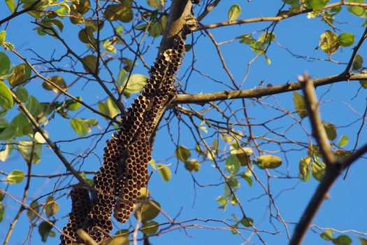 Wasp's nest on tree (hornet's nest)