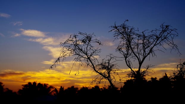 Sunset sky with tree silhouette