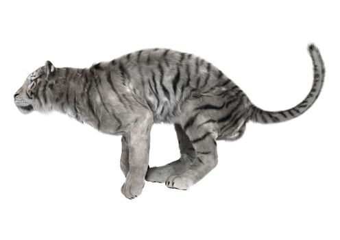3D digital render of a white tiger ready to jump isolated on white background