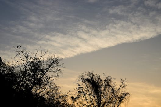 Wave cloud in sunset sky with tree silhouette