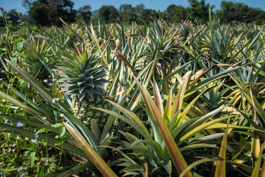 pineapple farm, Sriracha, Chonburi, Thailand