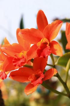 Cattleya flower is beautiful under sunlight
