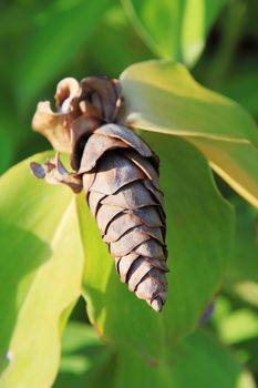 Crape Ginger dry flower (Costus speciosus) at Thai flower garden