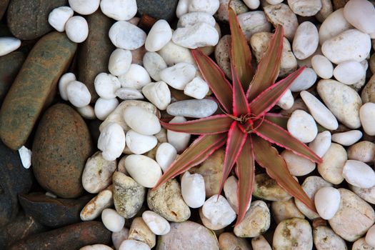 cryptanthus on smooth rock in little garden