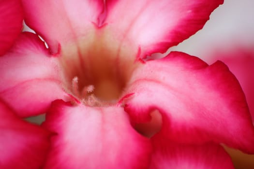 azalea flowers closeup detail of pollen.