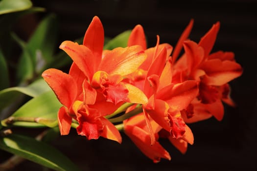 Cattleya Orange under sunlight bleck background