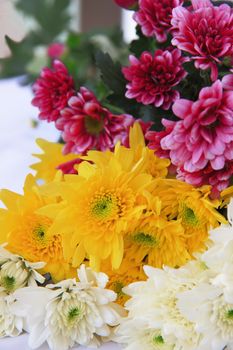 flower chrysanthemam three color