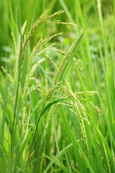 paddy rice. rice is the main food of Asian.