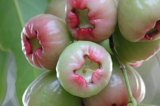 rose apple on tree in my graden